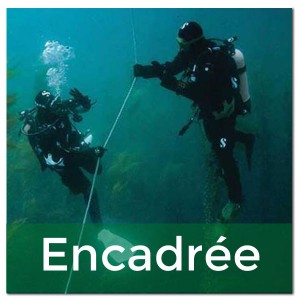 PLONGEE D'EXPLORATION ENCADREE